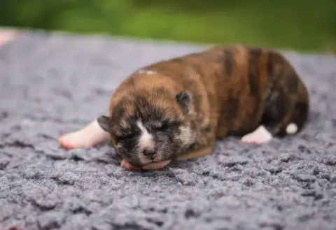 Akita  M6 Shingeki No Inu