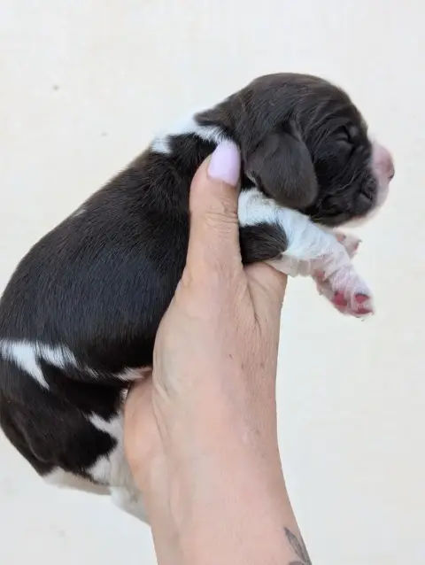 Cocker Spaniel Anglais  Chiot 5 Des Pitchoucas De Lac 399f6 photo 2