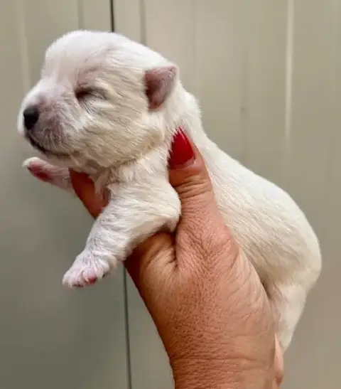 West Highland White Terrier  Chiot N°1 Du Coeur Des T 5e40a