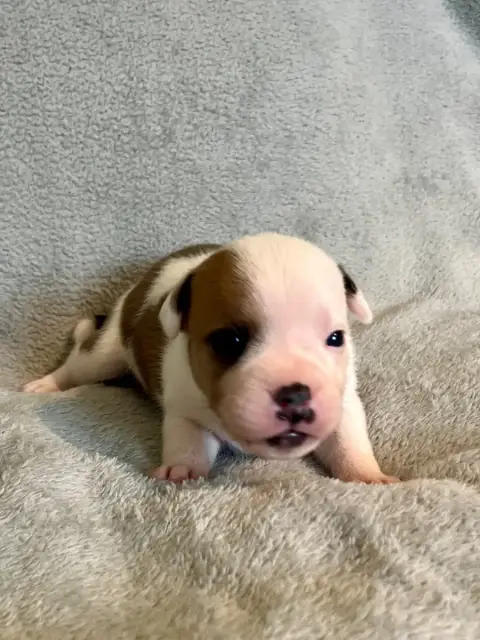 Staffordshire Bull Terrier  Fauve Et Blanche Patasneg 6205a photo 3