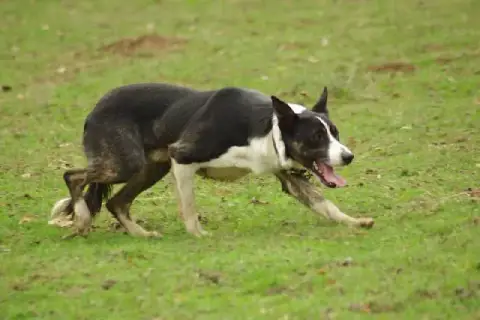 Border Collie photo 3
