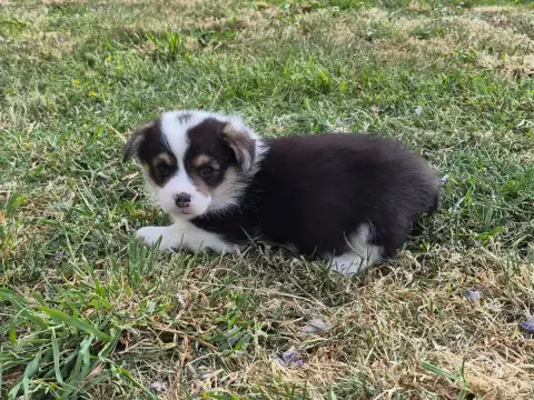 Welsh Corgi Pembroke  B... De Paline photo 3
