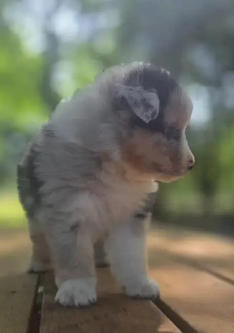 Berger Australien  Chiot N°2 Du Rêve De Shanizo Lo photo 2