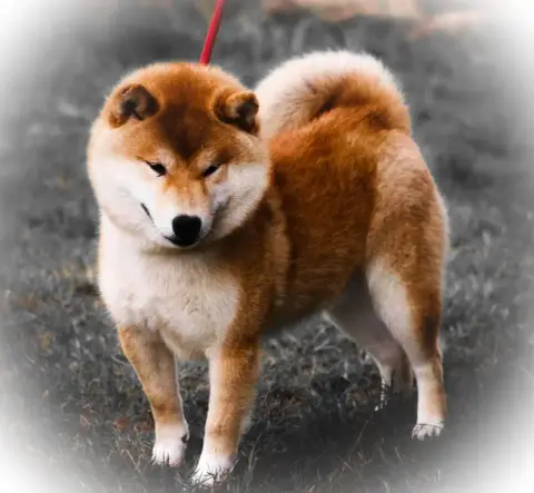 Shiba  Chiot N°5 Des Fringants Complices photo 3