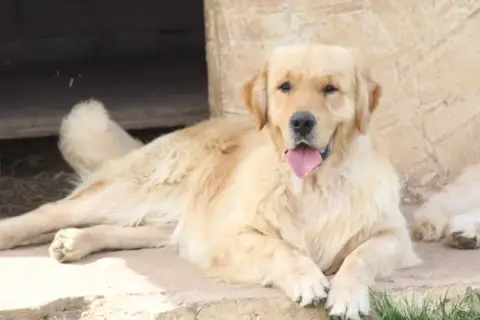 Golden Retriever photo 3