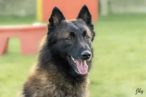 Berger Belge  Chiot 2 Du Royaume De B’Oxie photo 2
