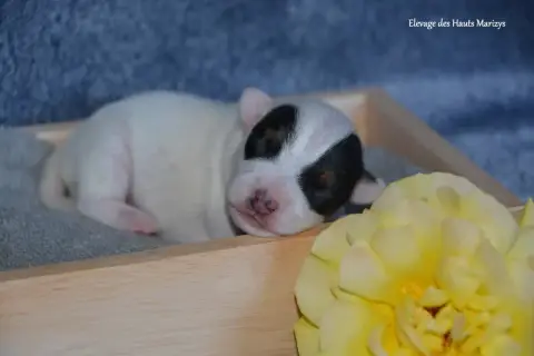 Jack Russell Terrier  Mâle 2 Des Hauts-