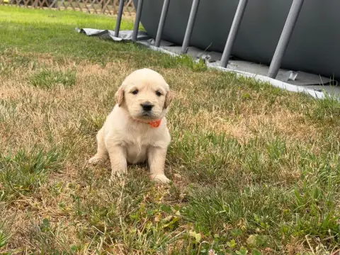Golden Retriever 
                        Mâle Collie 61609