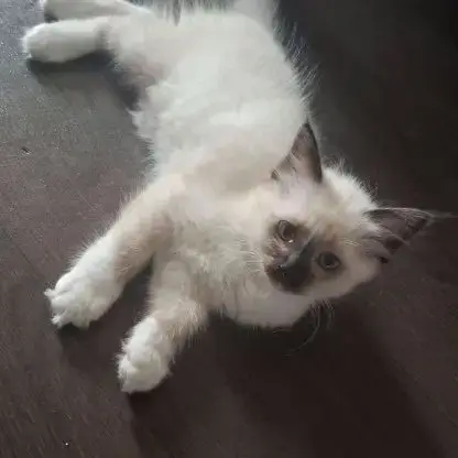 Chatons Sacrés De Birmanie L.O.O.F.