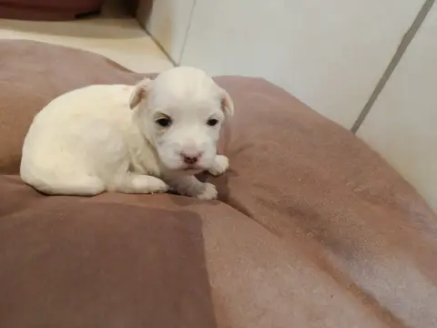 Coton De Tulear  Rose Du Haut De Champfleury photo 2