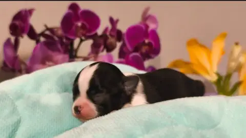 Chihuahua  Billy The Kid De L'Eclipse Du J'Gembad