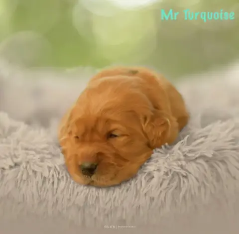 Golden Retriever 
                        Monsieur Tu beb10 photo 2