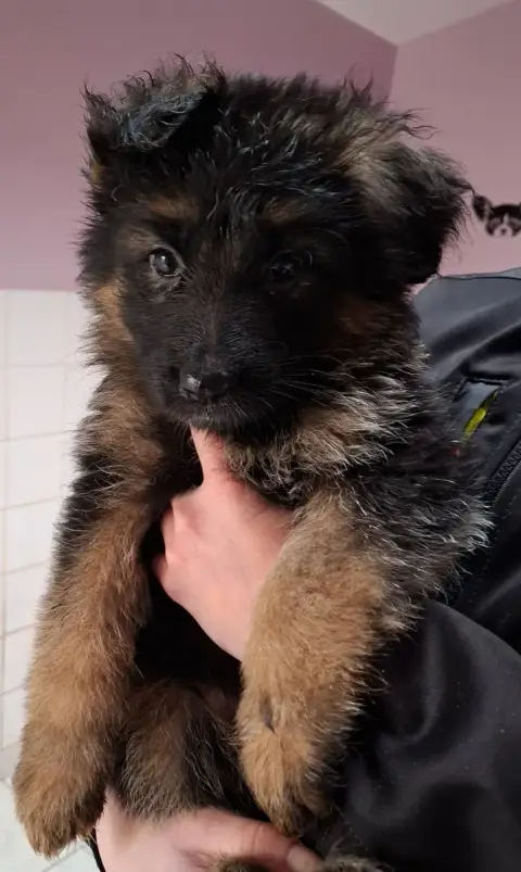 Berger Allemand Poil Long  Chiot N°3 Du Grand Castang 2df29