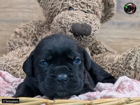 Cane Corso  Collier Rose De La Treizieme Legion photo 3