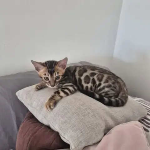 Chaton Bengal