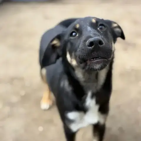 Mira La Jolie Bebe