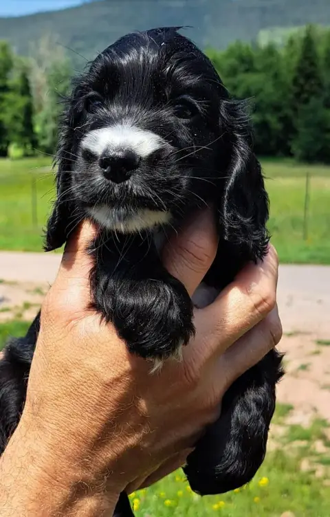 Cocker Spaniel Anglais  Betty Boop photo 3