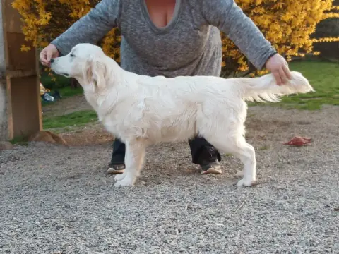 Golden Retriever  Chiot 2 Des Terres De La Marquise b65a3 photo 3
