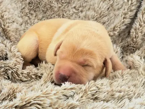 Labrador Retriever  Boris Of Mayajoe'S Dreams