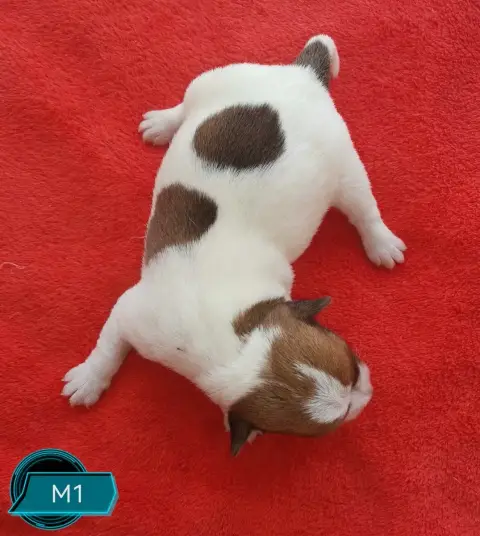 Jack Russell Terrier 
                        B... De b056e photo 3