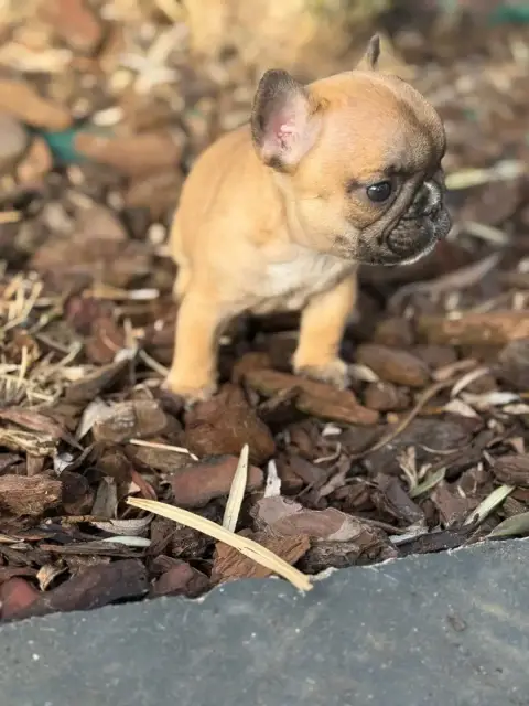 Bouledogue Français  Collier Gris Du Marais