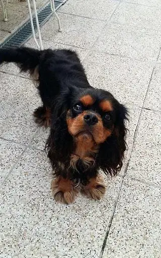 Cavalier King Charles Spaniel  Chiot N°2 De L'Elite D 9f2ee photo 2