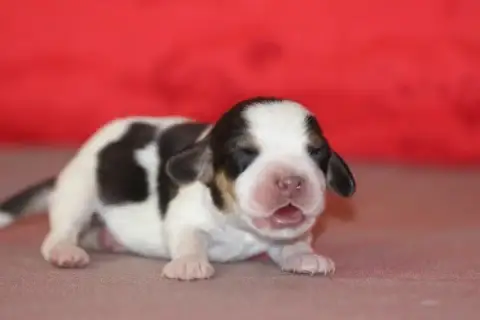 Beagle  Femelle 1 Des Diamants Verts
