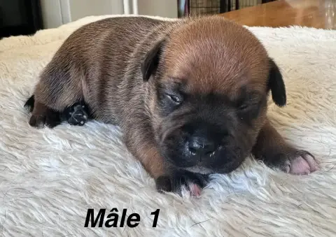 Staffordshire Bull Terrier  Chiot N°1 Du Royaume De B ec9d1 photo 2