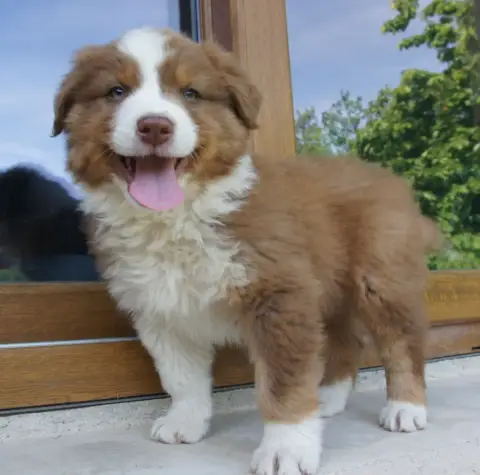 Berger Australien  Chiot N°9 Des Assards De Pierregou 520ae photo 3