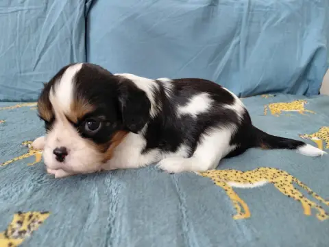 Cavalier King Charles Spaniel  Ft2 De La Horde Royale 60572 photo 3