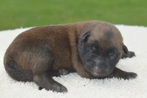 Berger Belge  Chiot 9 Du Millésime Champenois