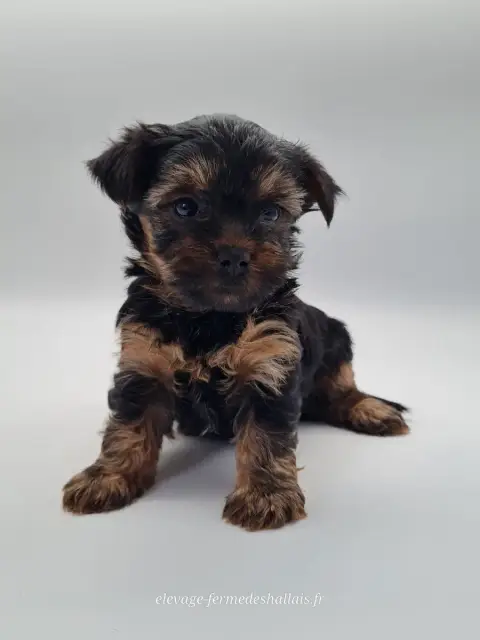Yorkshire Terrier  Bronco Du Mont De La Chenaie photo 2