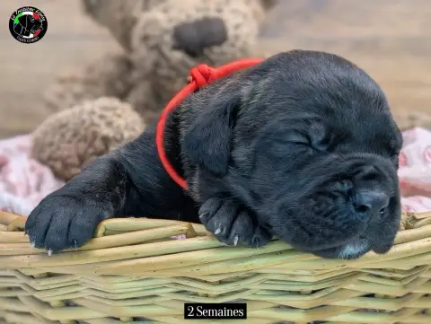 Cane Corso  Collier Orange De La Treizieme Legion
