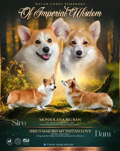 Welsh Corgi Pembroke 
                        Mr Or O 2a2fd photo 2