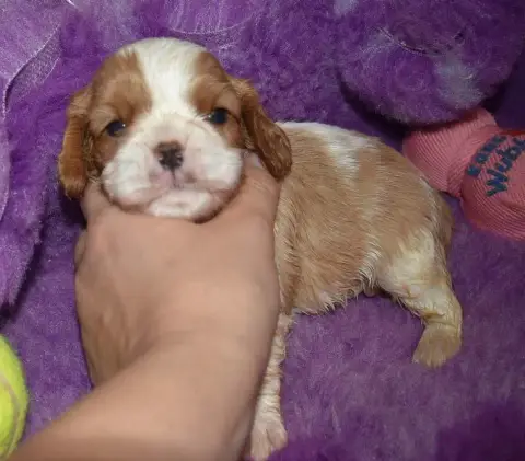 Cavalier King Charles Spaniel 
                       2892f photo 2