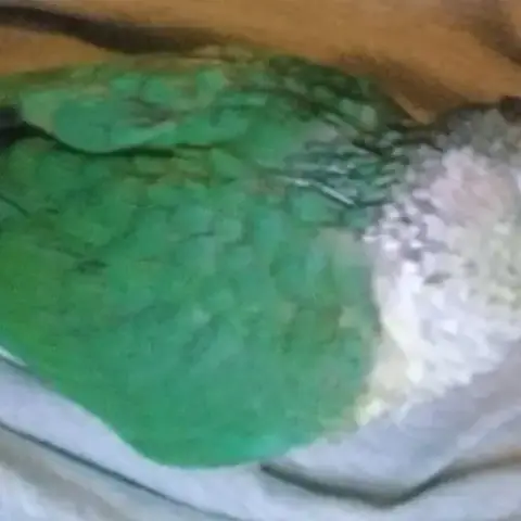 Conure À Vendre