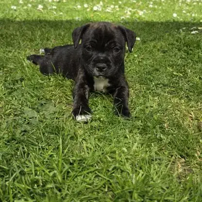 Chiots Staffie