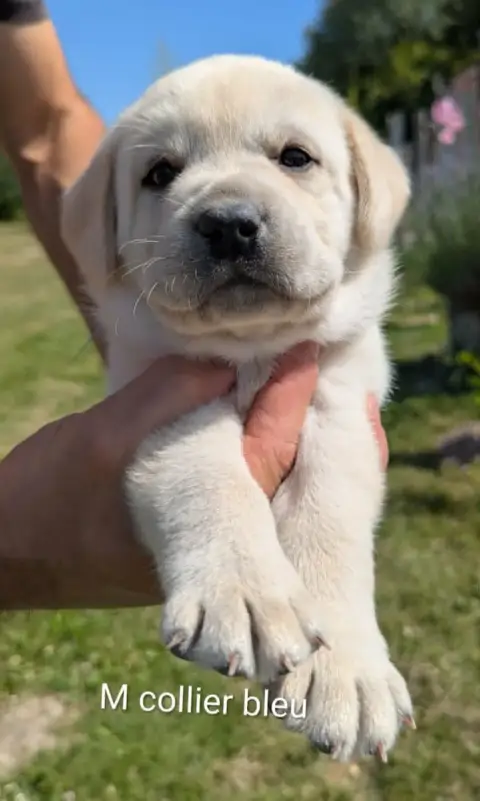 Labrador Retriever photo 2