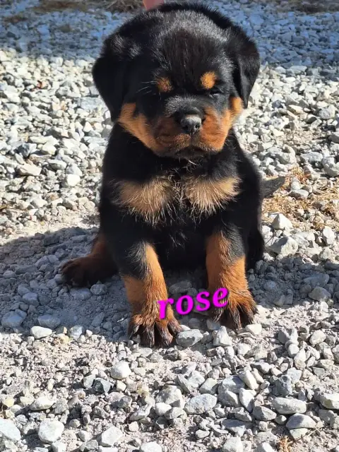 Rottweiler  Belle Of Holly'S Kingdom