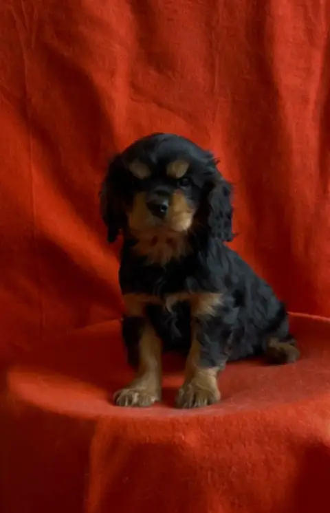 Cavalier King Charles Spaniel  Chiot N°1 Du Souvenir  b6baf photo 2
