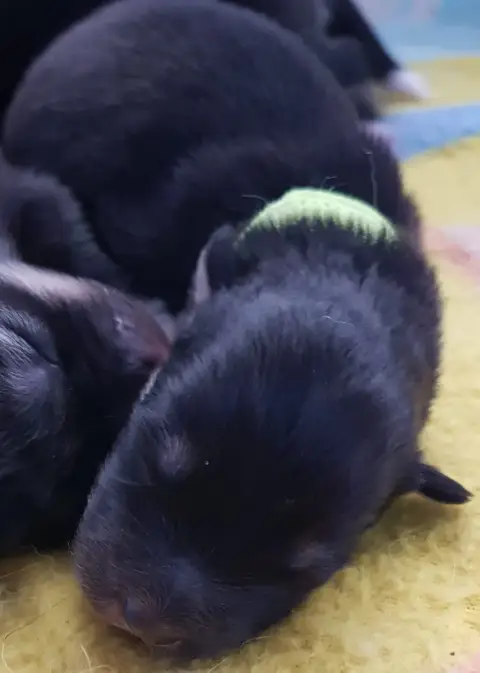 Chien Finnois De Laponie  Chiot 4 Domaine De Merlou fb8aa