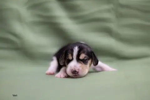 Beagle  Collier Vert Du Domaine D'Amandine photo 2