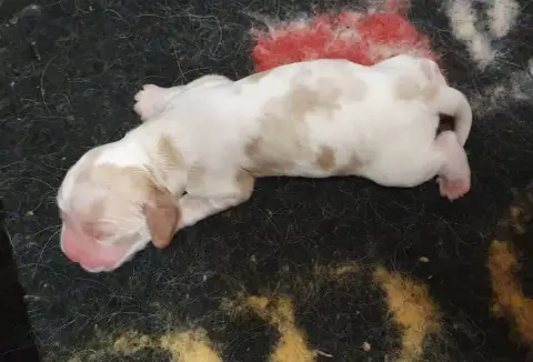 Cocker Spaniel Anglais  Femelle Orange Et Blanc Of Sh 86402