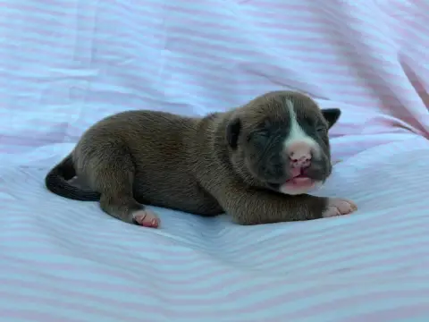 American Staffordshire Terrier  Chiot N°7 De La Taver ab845