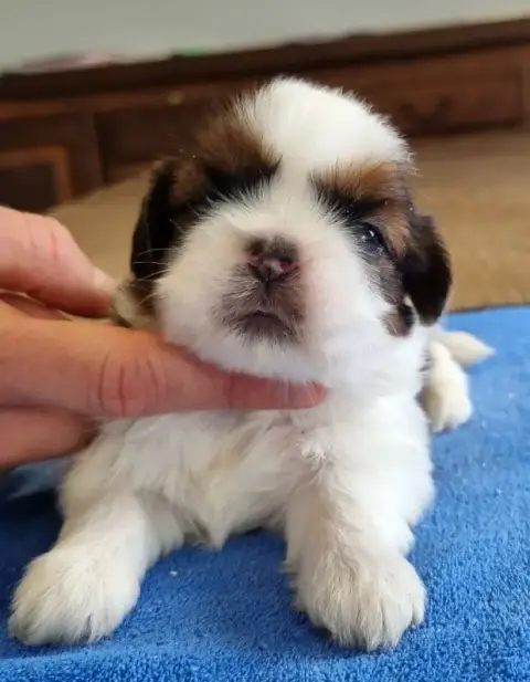 Shih Tzu  Chiot N°1 Des Hirondelles Du Voyage photo 3