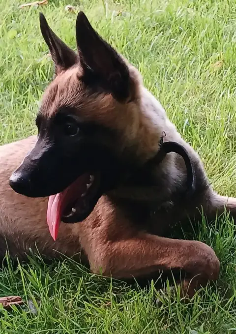 Berger Belge  Chiot N°5 Du Lac Merlas