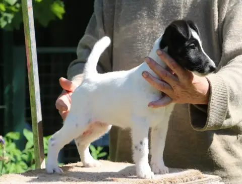 Adopter Fox Terrier Poil Lisse 
                        Chiot 0a367