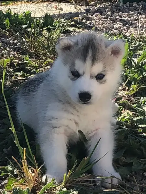 Siberian Husky  Collier Blanc Of The Southern Mountai dc376