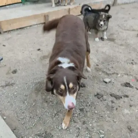 Toby Le Câlin ++