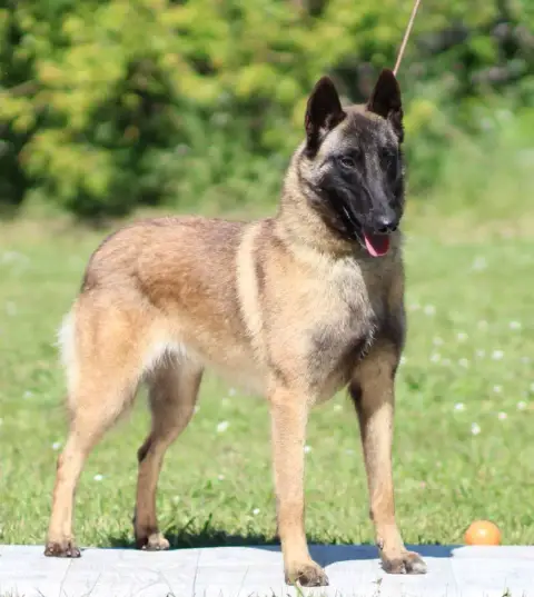 Berger Belge  Chiot N°1 Des Gardiens De La Cigogne photo 2